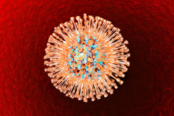hsv herpes virus